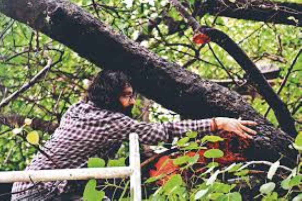 पूरी तरह से स्वस्थ है बोधगया में स्थित बोधिवृक्ष, फंगस से बचाव के लिए वैज्ञानिकों का ट्रीटमेंट जारी…