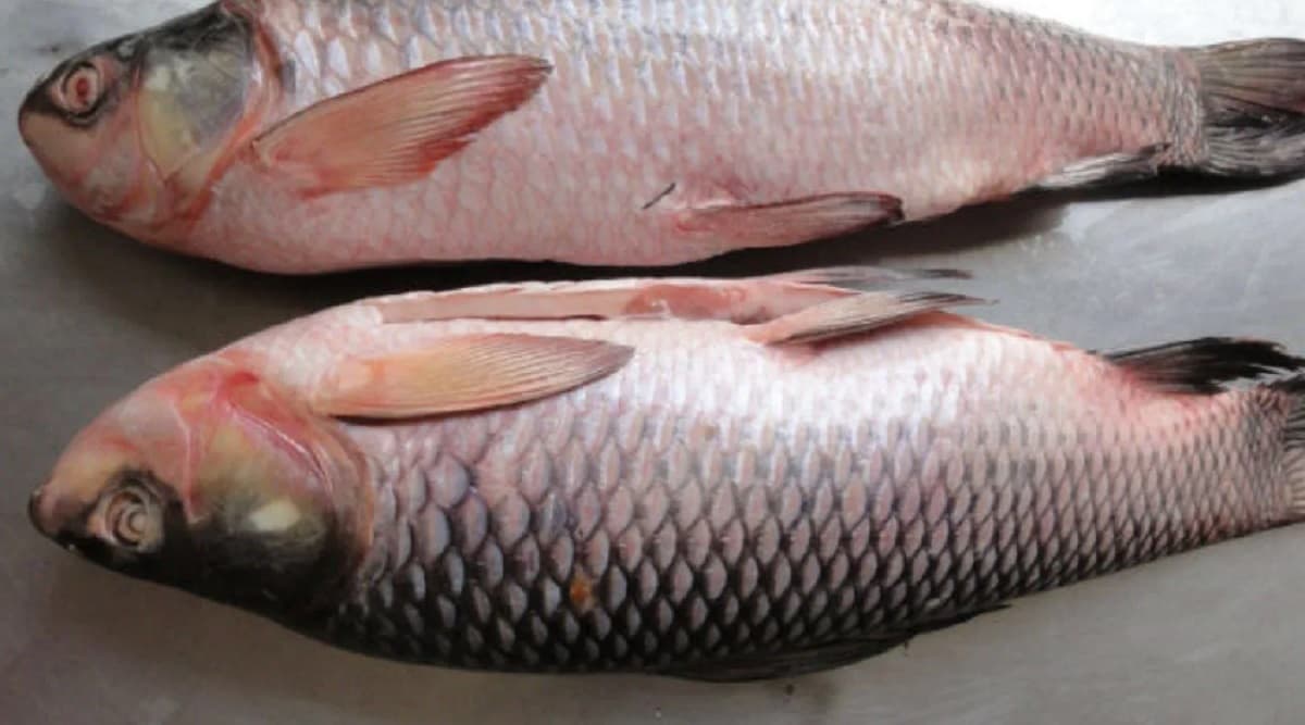 Mithila Rohu: मखाना के बाद अब मिथिला की रेहू मछली को मिलेगा जीआइ टैग, जानें क्या हो रहा प्रयास