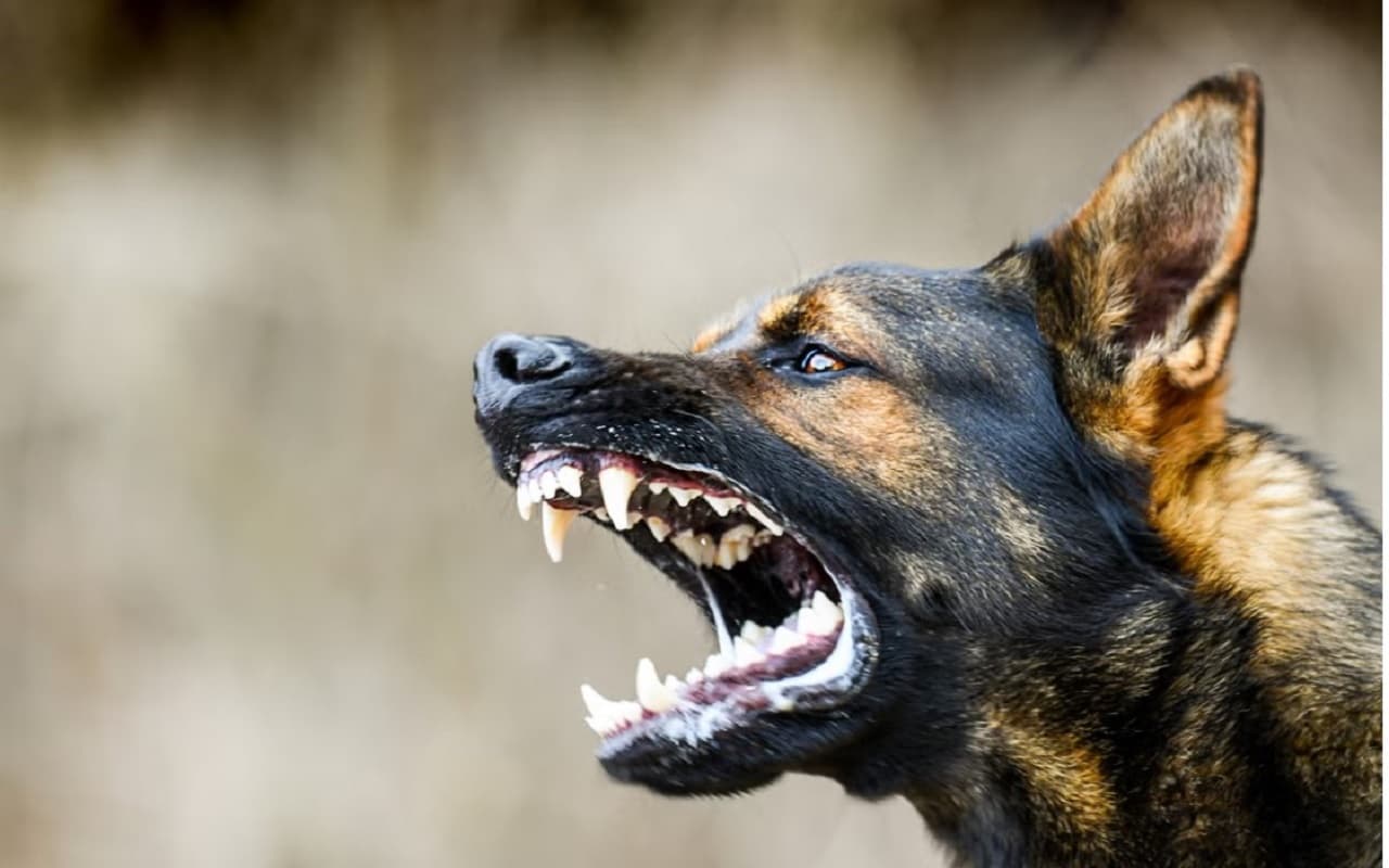 Bihar News: मुजफ्फरपुर में फिर पागल कुत्ते का आतंक, निगम कर्मी समेत कई लोग घायल