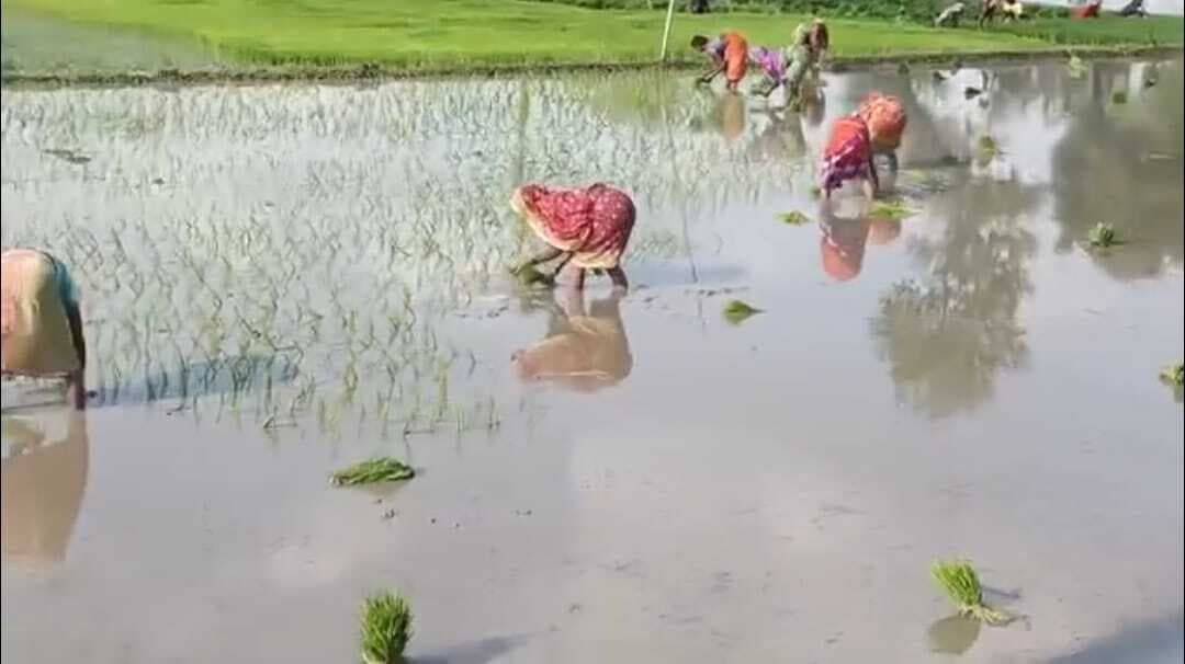झमाझम वर्षा से धान की खेती में लौटी जान, किसान प्रसन्न
