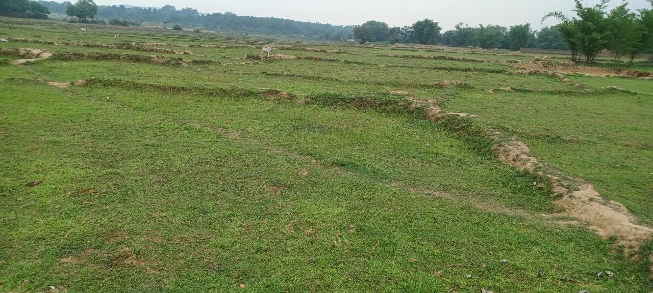 मुरलीपहाड़ी क्षेत्र में बारिश के अभाव में धनरोपनी प्रभावित