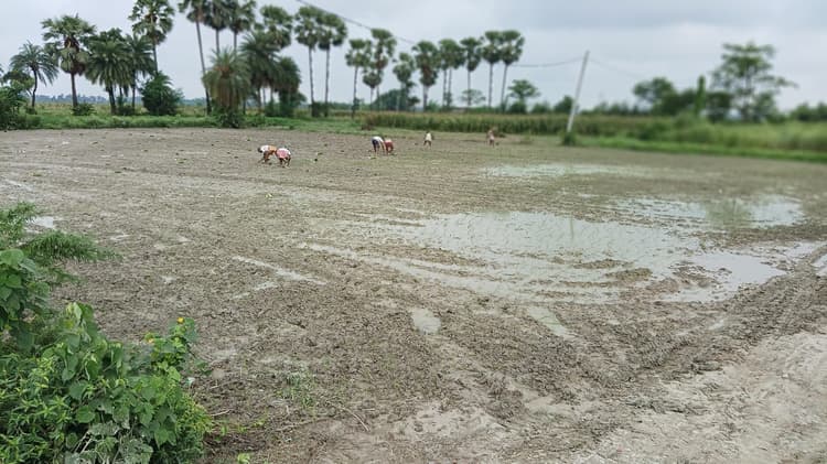 मौसम की मार से किसान परेशान, लक्ष्य का 59 प्रतिशत हुआ खरीफ का आच्छादन