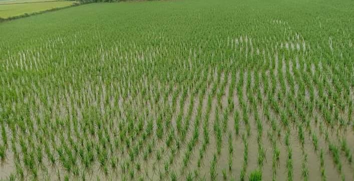 बारिश से लौटी किसानों के चेहरे पर मुस्कान, बोले- फसलों में आ गयी जान