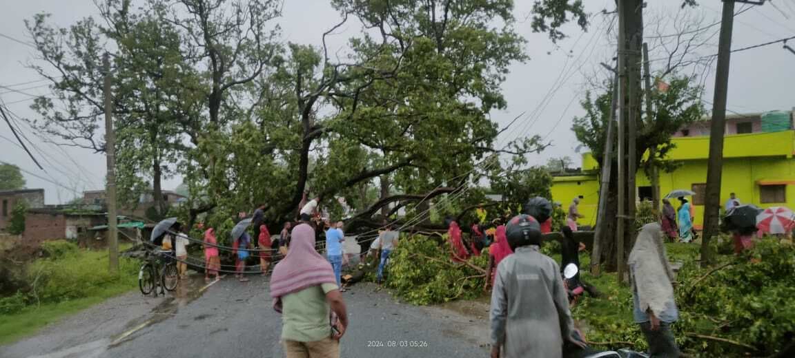 ट्रैक्टर से लूट ले गये इमारती लकड़ियां