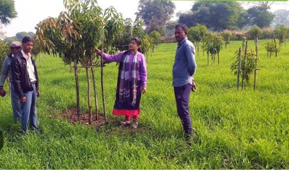 जून से सितंबर तक आम के नये बाग लगा सकते हैं किसान