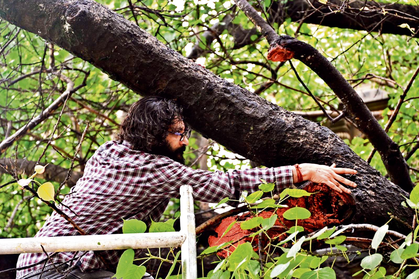 पूरी तरह स्वस्थ है बोधिवृक्ष, फंगस से बचाव को ट्रीटमेंट जारी