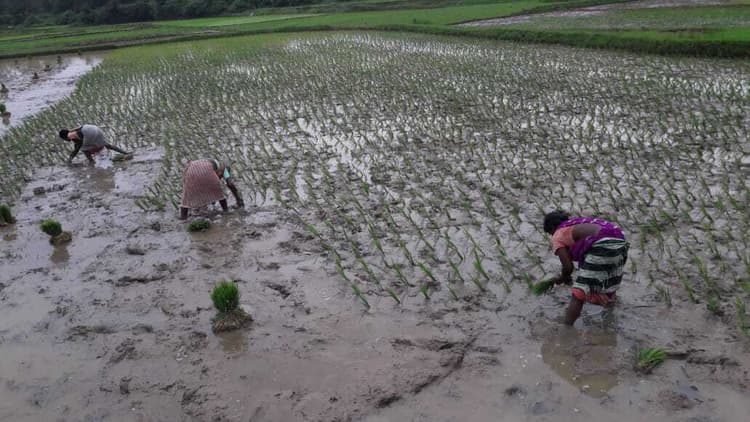 बिंदापाथर क्षेत्र में धनरोपनी कार्य में आयी तेजी