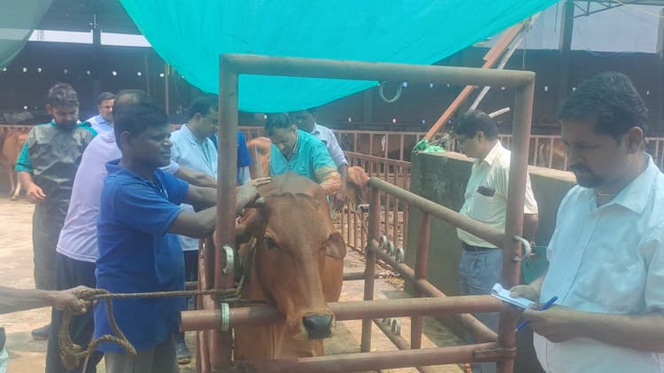 आइवीएफ प्रणाली से बढ़ेगी साहीवाल गायों की नस्ल