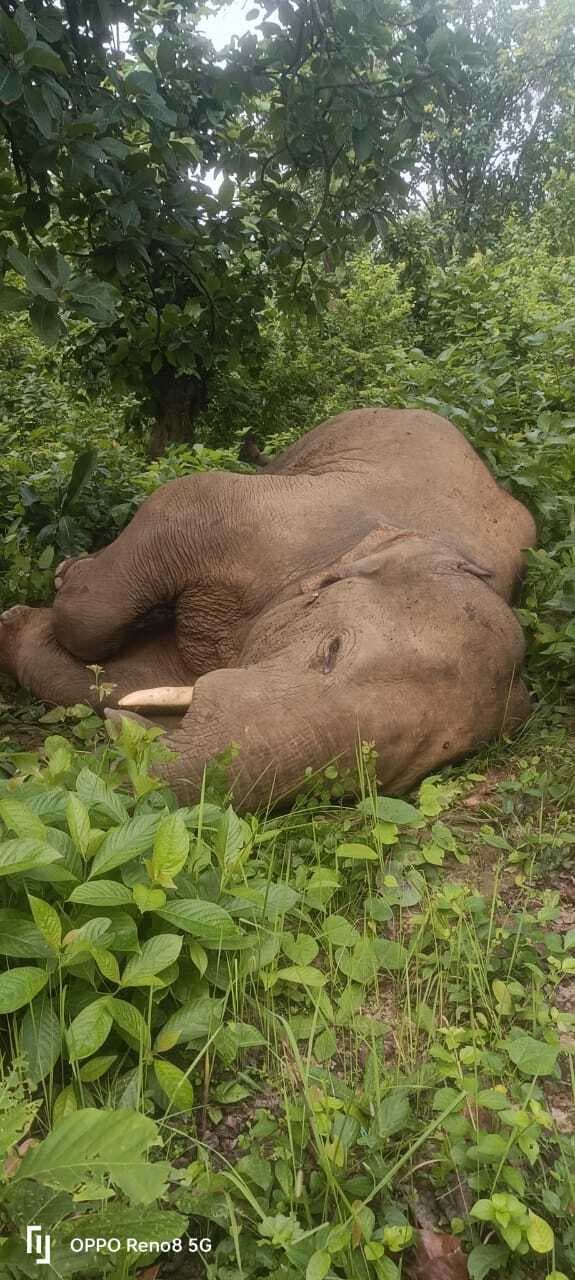 दारू में 15 दिन से हाथी बीमार, आज जमशेदपुर से आयेंगे डॉक्टर, करेंगे इलाज