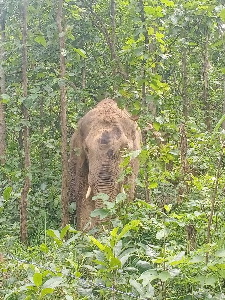रांची के डॉक्टर की सलाह पर जख्मी हाथी का इलाज