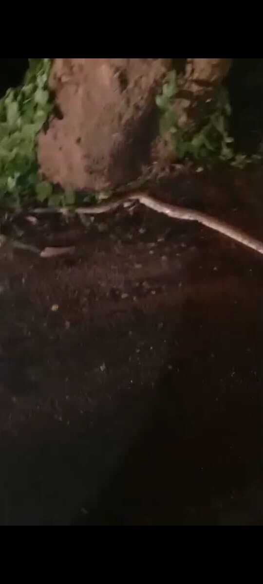 जमुई-मलयपुर मुख्य मार्ग पर दिखा विशालकाय अजगर