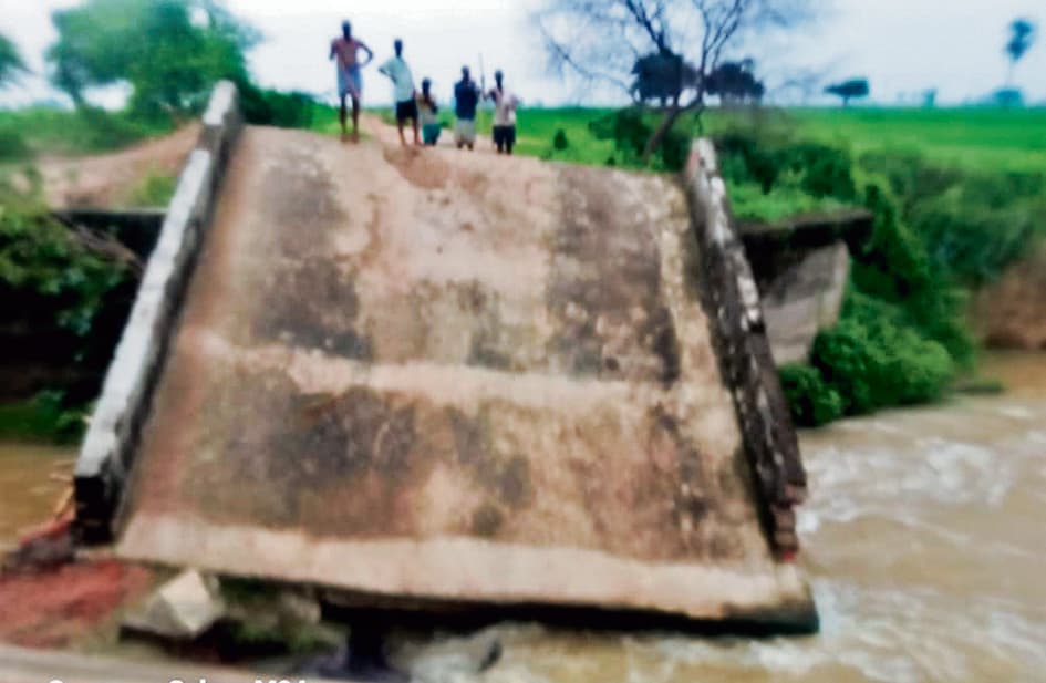 ध्वस्त पुल में फंसने से दो दुधारू भैंसों की मौत