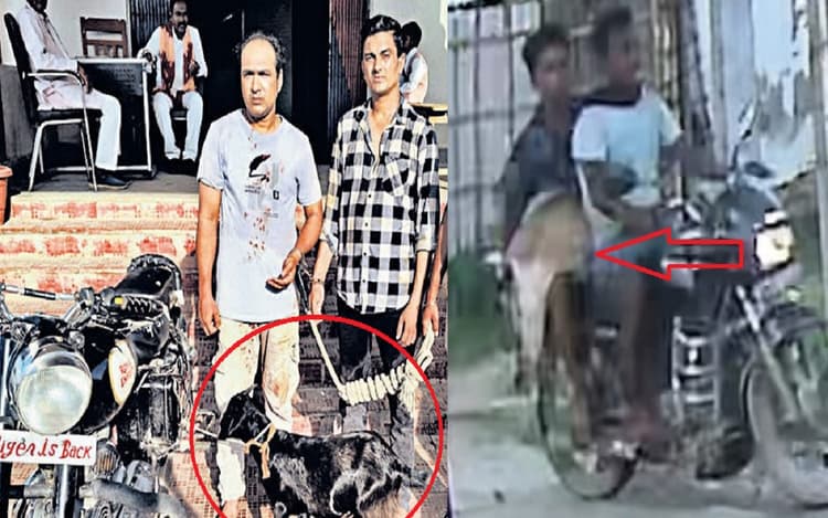 सावन के बाद बिहार में बढ़ा बकरा चोर गिरोह का आतंक, महंगे सूट-बूट पहनकर बुलेट पर खस्सी लेकर भागते धराए