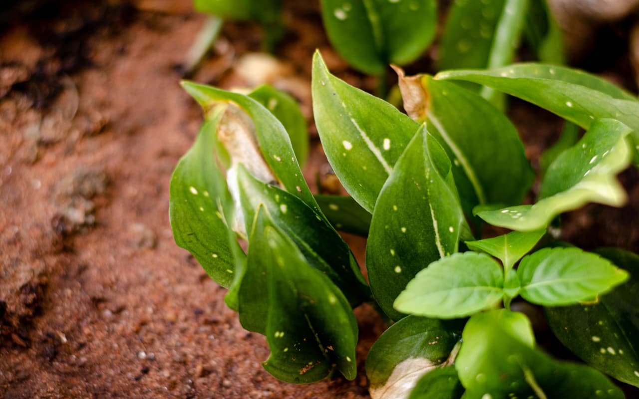 Vastu Tips: घर पर इस दिशा में लगाएं मनी प्लांट, जीवन में होगा सुख-समृद्धि का आगमन