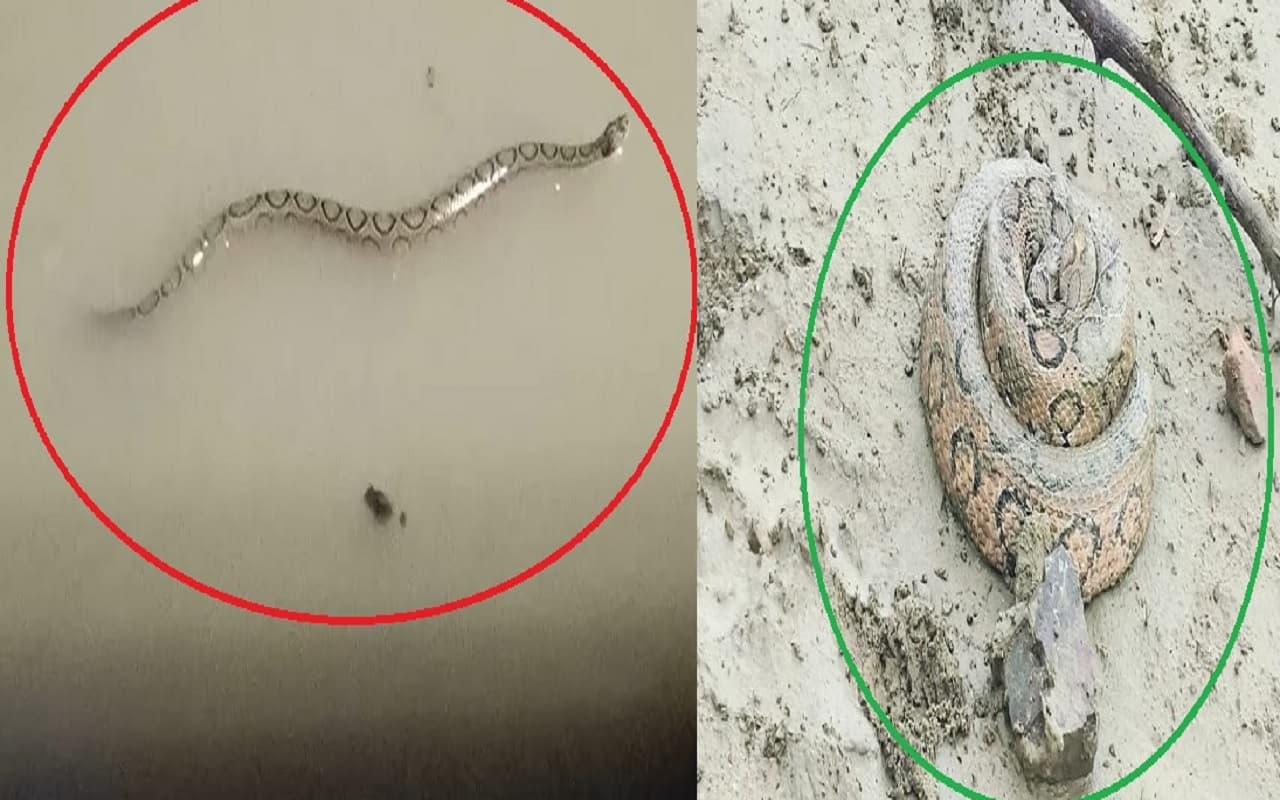 PHOTOS: बिहार के इस जिले में विषैले रसेल वाइपर का है खौफ, गंगा में भी तैर रहा यह खतरनाक सांप...