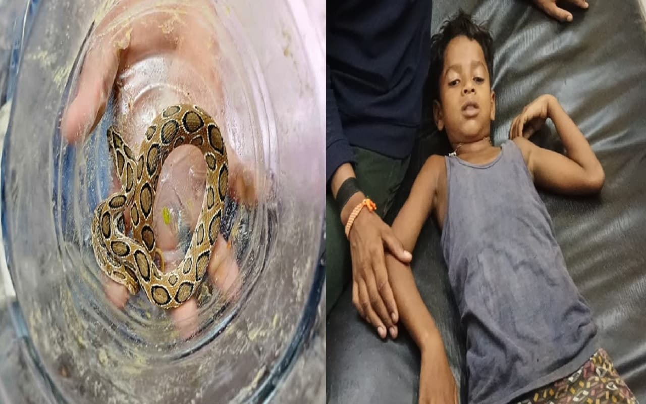 Snake News: बिहार में खतरनाक रसेल वाइपर ने बच्चे को डसा, सांप को लेकर भी अस्पताल पहुंचे परिजन