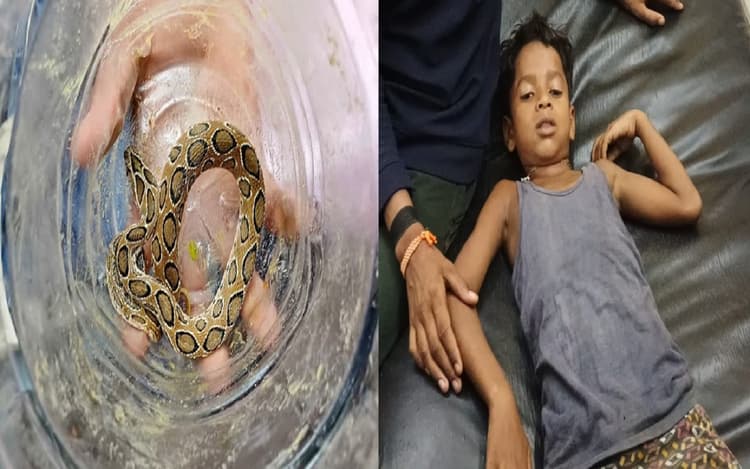 Snake News: बिहार में खतरनाक रसेल वाइपर ने बच्चे को डसा, सांप को लेकर भी अस्पताल पहुंचे परिजन