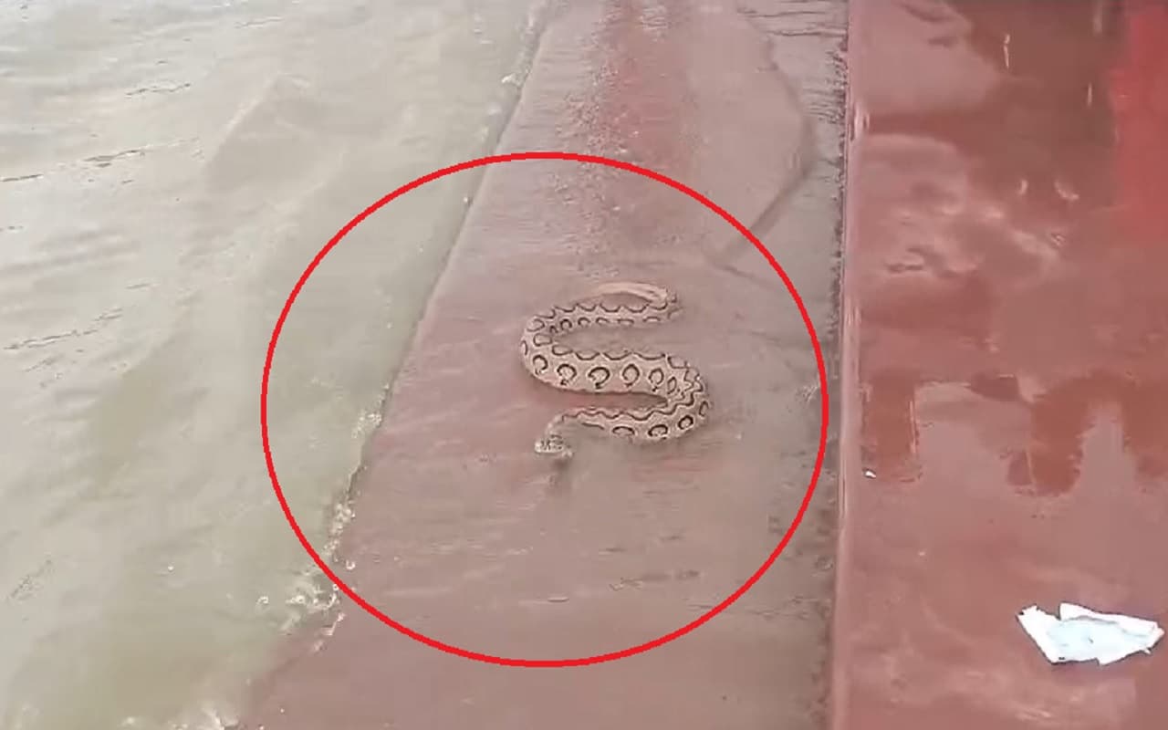 VIDEO: भागलपुर में गंगा घाट पर दिखा रसेल वाइपर का जोड़ा, खतरनाक सांप को रेंगते देख भागे लोग