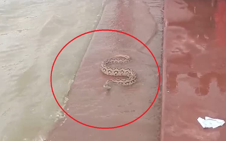 VIDEO: भागलपुर में गंगा घाट पर दिखा रसेल वाइपर का जोड़ा, खतरनाक सांप को रेंगते देख भागे लोग