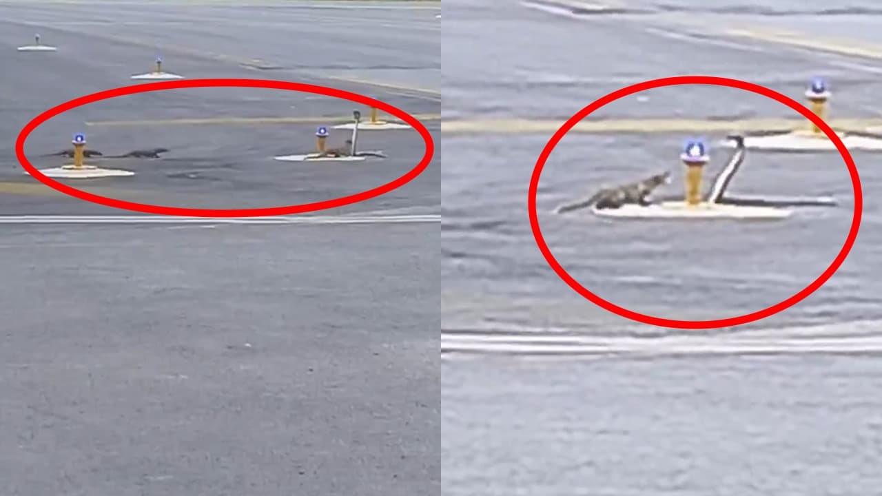 Viral Video: पटना एयरपोर्ट का रनवे बना जंग का मैदान, सांप और नेवलों के बीच हुई जबरदस्त लड़ाई