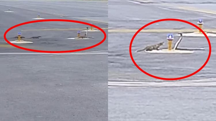 Viral Video: पटना एयरपोर्ट का रनवे बना जंग का मैदान, सांप और नेवलों के बीच हुई जबरदस्त लड़ाई