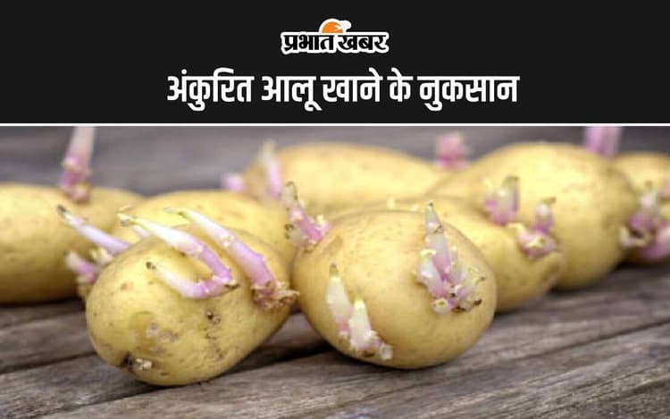 Sprouted Potatoes : अंकुरित आलू खाने के ये हैं 5 सबसे बड़ा नुकसान