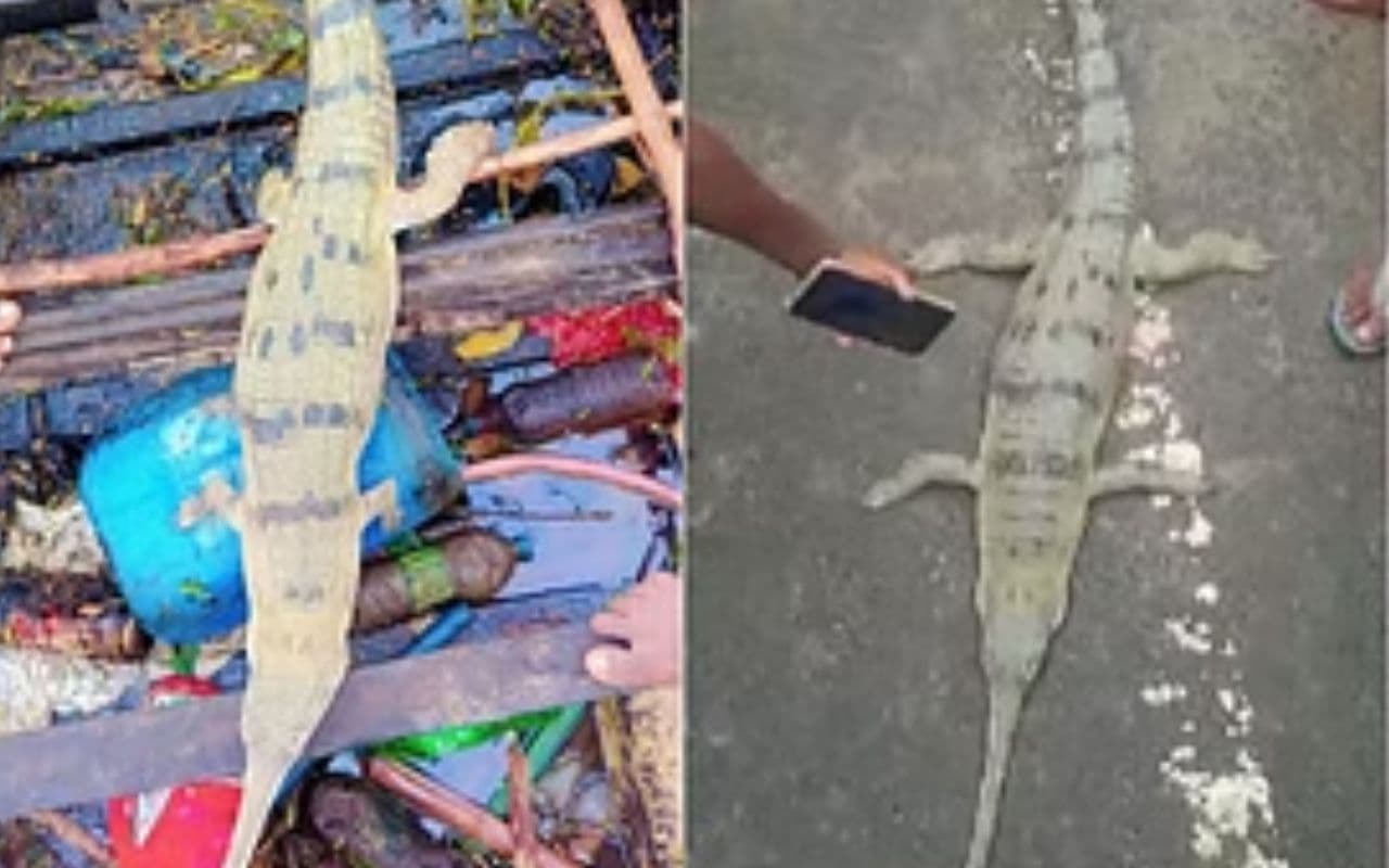 Crocodile: рдмрд┐рд╣рд╛рд░ рдХреЗ рдмрд╛рдврд╝ рдкреНрд░рднрд╛рд╡рд┐рдд рдШрд░реЛрдВ рдореЗрдВ рдШреБрд╕ рд░рд╣реЗ рдЬрд╣рд░реАрд▓рд╛ рд╕рд╛рдВрдк рдФрд░ рдордЧрд░рдордЪреНрдЫ, рдЬрдм рд╕реЛрдП рдмрдЪреНрдЪреЗ рдХреА рдкрдбрд╝реА рдШреЬрд┐рдпрд╛рд▓ рдкрд░ рдирдЬрд░тАж