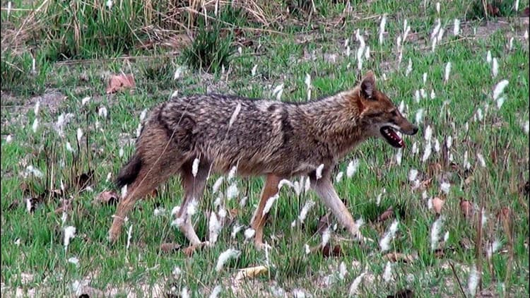 Bihar News: मुजफ्फरपुर के बंगरा में गोल्डेन जैकल का आतंक, नौ लोगों को काट कर किया घायल, पूरे गांव का खिड़की दरवाजा बंद