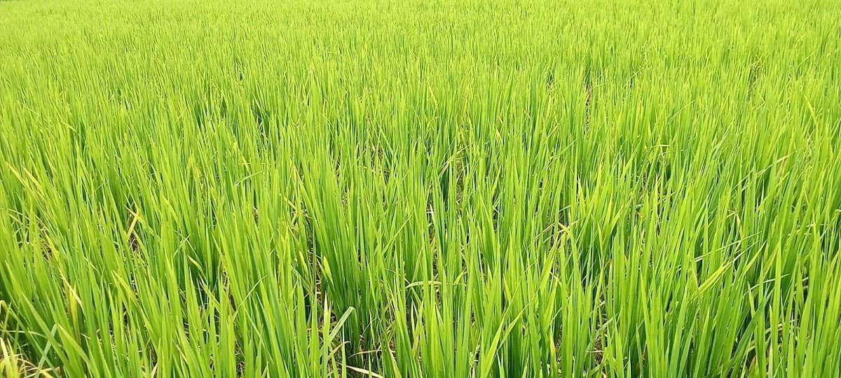 Purnia News : भादो में बादल से पानी नहीं, किसानों की पेशानी से टपक रहा पसीना