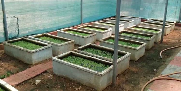 Banka News : रासायनिक खाद की खपत होगी कम, जिले में तैयार होंगे जैविक उर्वरक