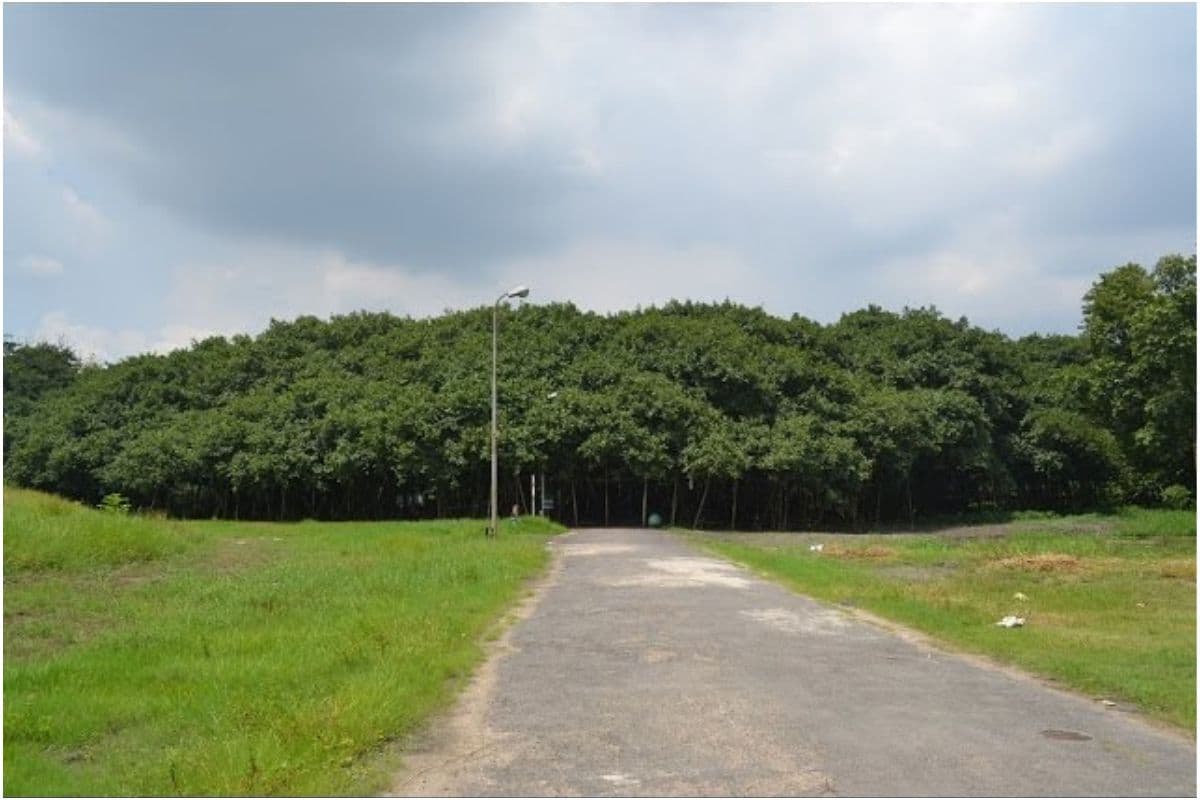 West Bengal : जाने क्यों कोलकाता के ‘द ग्रेट बनियान ट्री’ का नाम गिनीज बुक ऑफ वर्ल्ड रिकॉर्ड से हटा