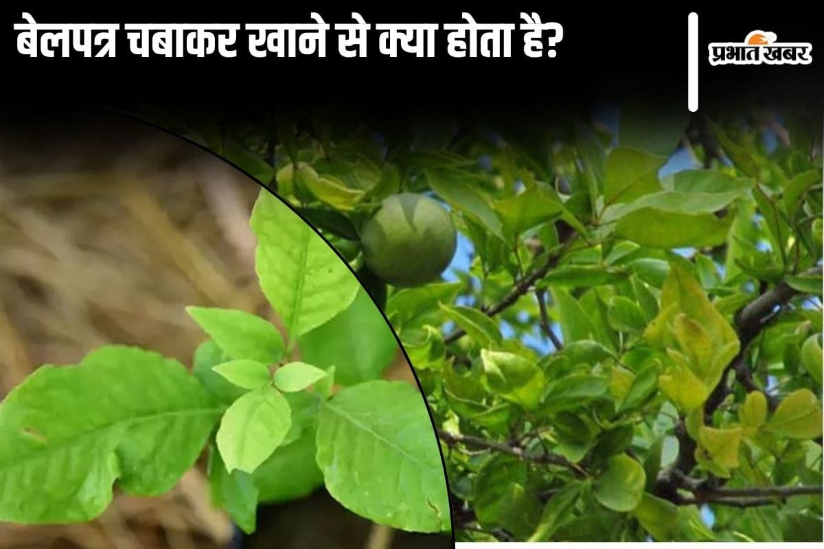 Belpatra Benefits: बेलपत्र चबाकर खाने से क्या होता है?