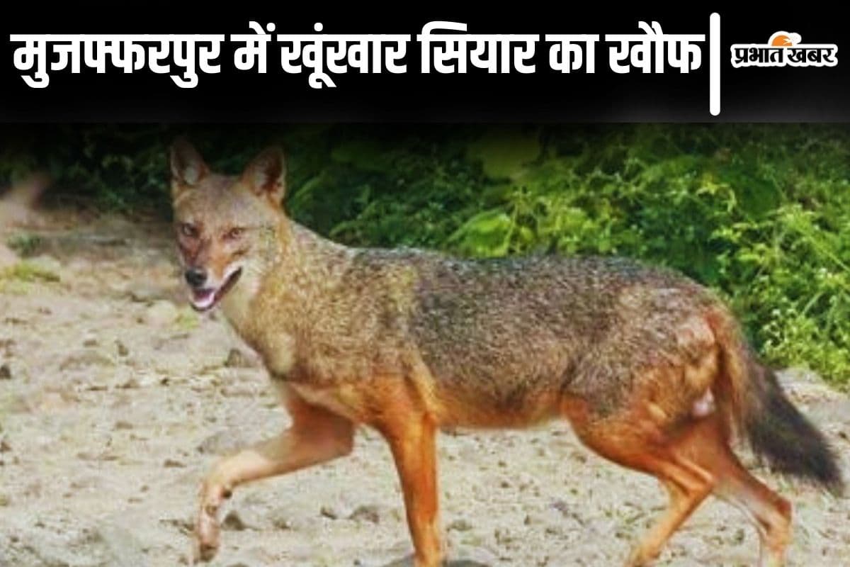 Bihar News: मुजफ्फरपुर में खूंखार सियार ने ग्रामीण की उंगली चबायी, लाठी-भाला लेकर पहरा दे रहे लोग