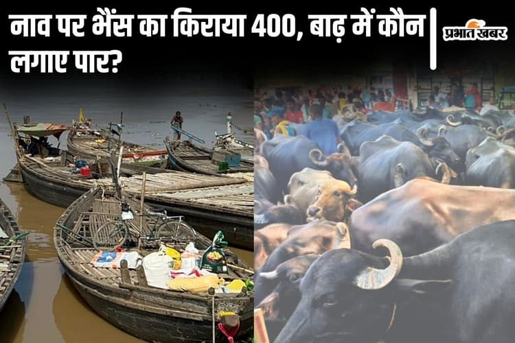 Bihar Flood: नाव पर भैंस का 400 तो बकरी और आदमी का बराबर किराया, दोहरी मार झेल रहे मुंगेर के बाढ़ पीड़ित
