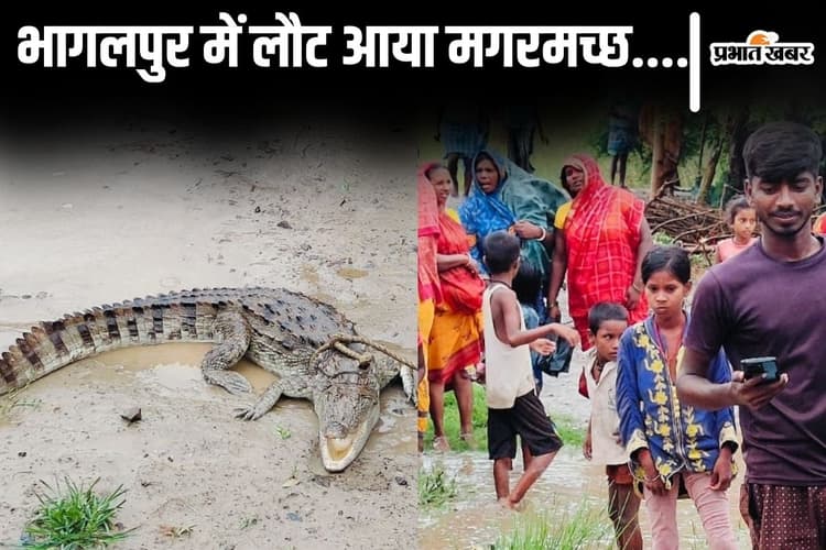 Bihar Flood: भागलपुर में फिर लौट आया मगरमच्छ, इस गांव में कब्रिस्तान के पास खोज रहा था शिकार...