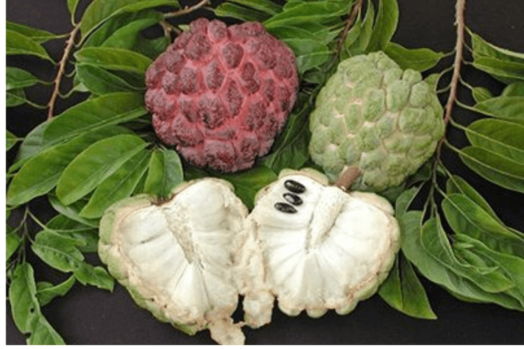 Custard Apple For Healthy Hair: सीताफल से पाएं बालों की खूबसूरती,जानें इसके फायदे और इस्तेमाल का तरीका