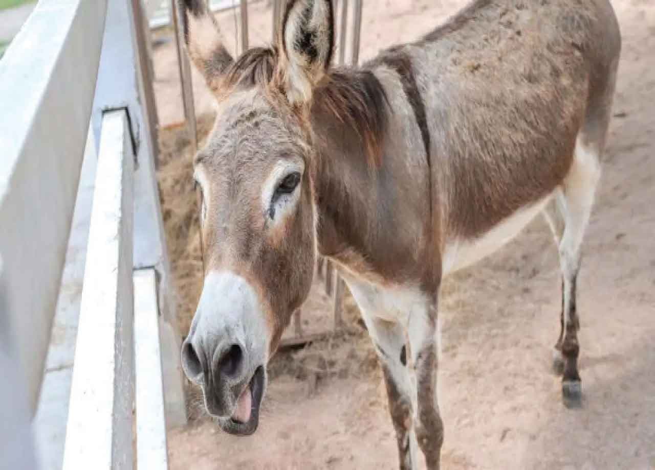 बिहार में एक गधे की मौत के बाद 55 लोगों पर मुकदमा, बक्सर के दो थानों में दर्ज हुआ FIR