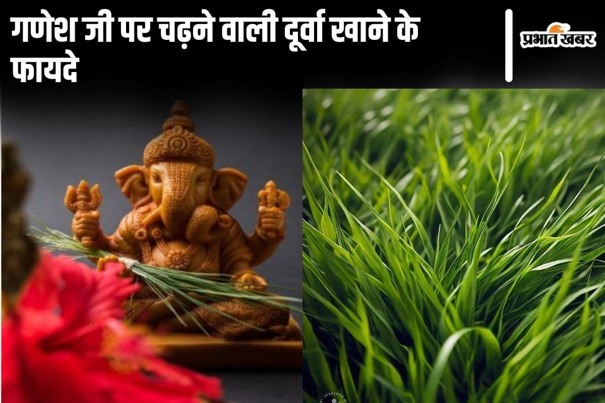 Durva Grass Benefits: भगवान गणेश जी पर चढ़ने वाली दूर्वा में छिपे हैं सेहत के राज