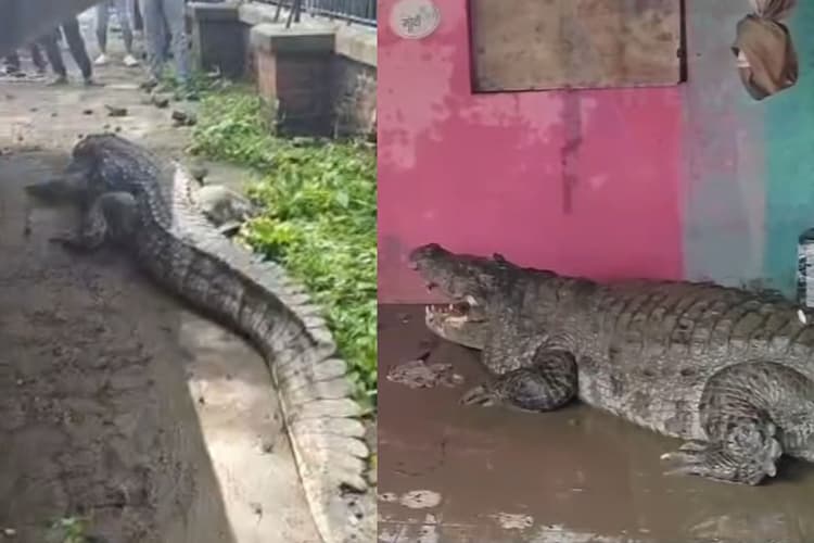 Gujarat Flood: भारी बारिश और बाढ़ का कहर, रिहायशी इलाके में पहुंचे 24 मगरमच्छ, दहशत