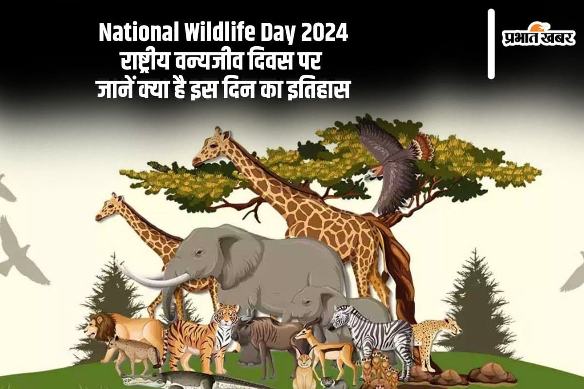 National Wildlife Day 2024: राष्ट्रीय वन्यजीव दिवस आज, जानें इस दिन का इतिहास और महत्व National Wildlife Day 2024: राष्ट्रीय वन्यजीव दिवस आज, जानें इस दिन का इतिहास और महत्व