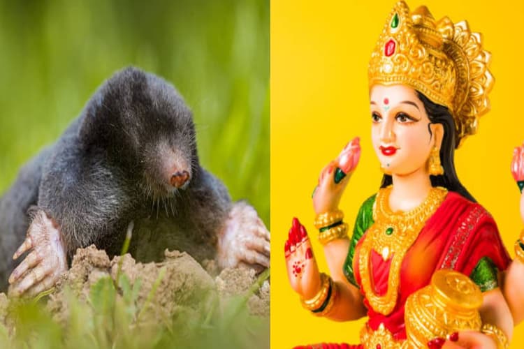 Good and Bad Luck: जिस घर में रोजाना आता छछूंदर, वहां होता है देवी लक्ष्मी का वास?