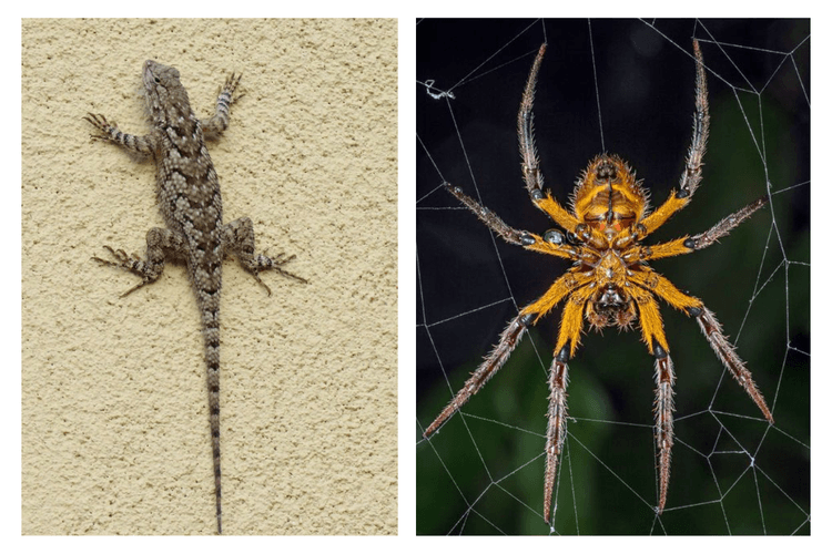 Ways to get rid of lizards and spiders: घर से छिपकली और मकड़ी भगाने के ये है असरदार तरीके आज ही ट्राइ करें