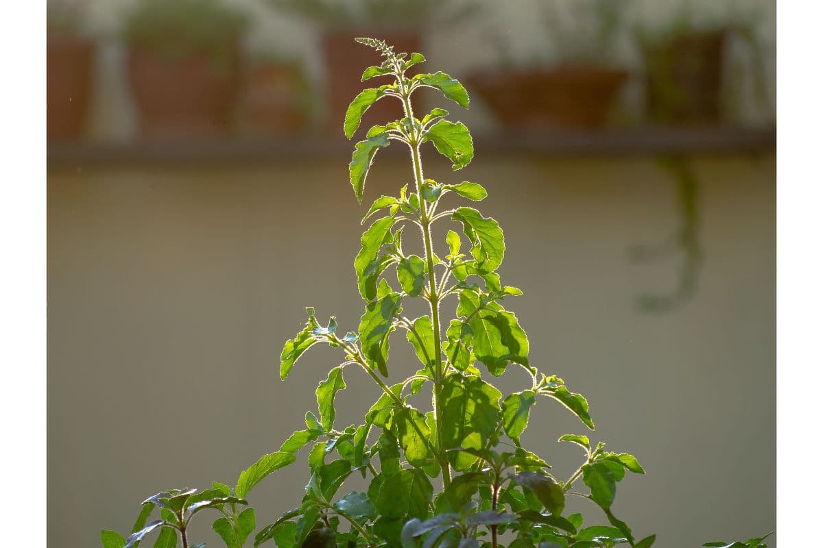 Tulsi benefits: рддреБрд▓рд╕реА рдХреЗ рдирд┐рдпрдорд┐рдд рд╕реЗрд╡рди рд╕реЗ рдХреНрдпрд╛ рд╣реЛрддрд╛ рд╣реИ?