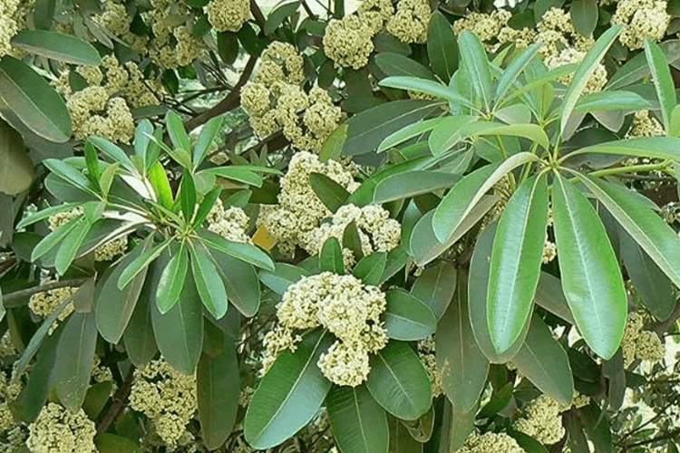 Saptaparni Plant: सप्तपर्णी (शैतान का पौधा) स्वास्थ्य और सुंदरता का प्राकृतिक वरदान