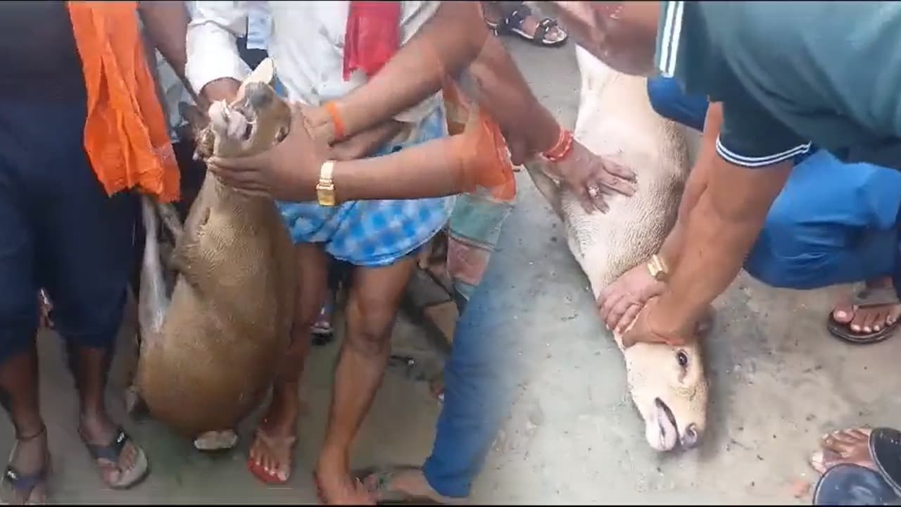 Bihar flood: चंपारण का तटबंध टूटा, VTR में घुसा पानी, रिहायशा क्षेत्र बहकर पहुंचा हिरण Bihar flood: चंपारण का तटबंध टूटा, VTR में घुसा पानी, रिहायशा क्षेत्र बहकर पहुंचा हिरण
