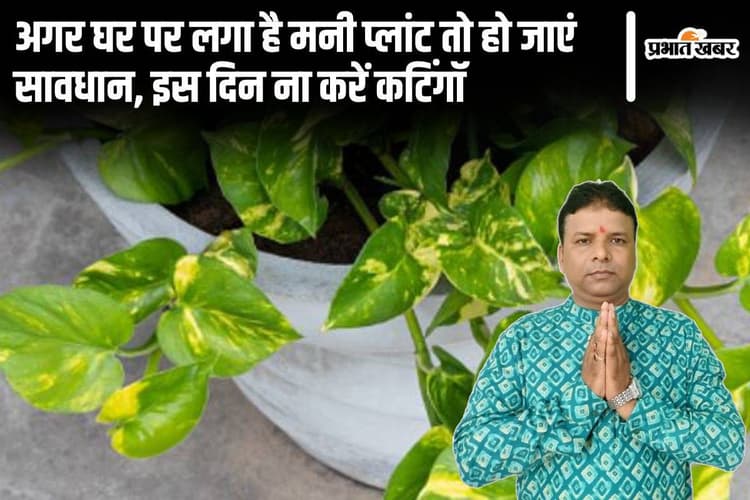 Money Plant Upay: मनी प्लांट लगाते समय ना करें ये गलती, आ सकता है आर्थिक संकट