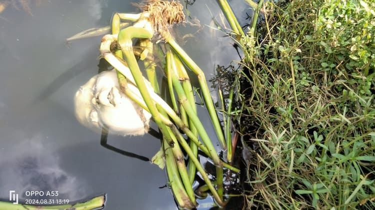 पांडरपाला के पंपू तालाब में महिला का कटा सिर मिलने से मची सनसनी, शिनाख्त नहीं