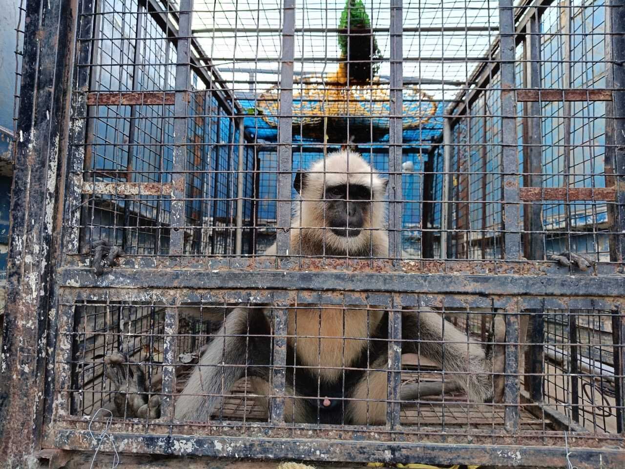 रेस्क्यू टीम ने पांच दिनों बाद बंदर को किया काबू