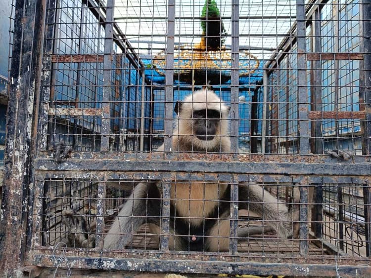 रेस्क्यू टीम ने पांच दिनों बाद बंदर को किया काबू