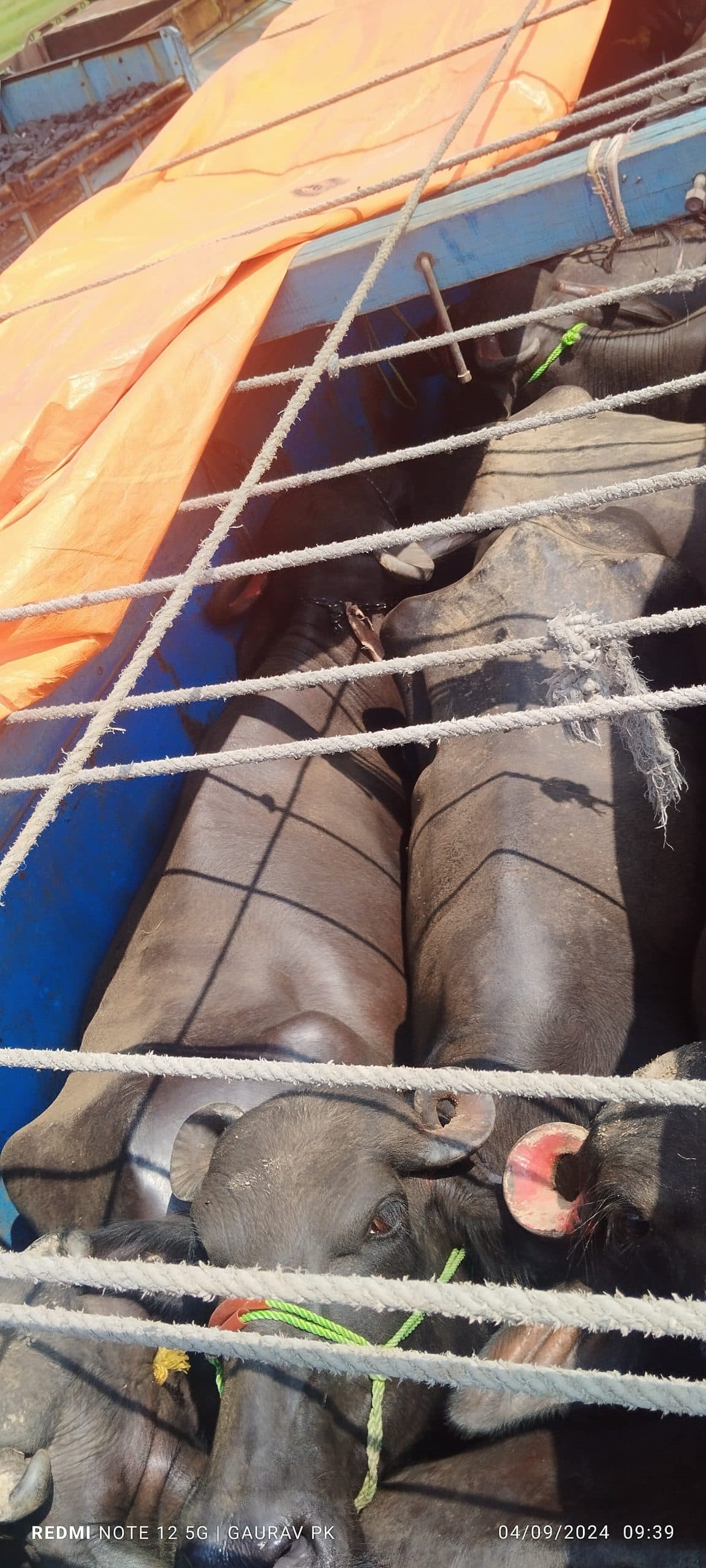 Giridih News: 27 मवेशी लदा ट्रक जब्त, चालक समेत तीन गिरफ्तार